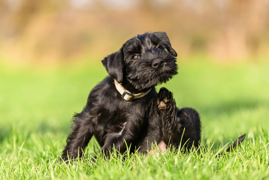 Dogtor Andy My Top Tips for Treating Your Dog s Itchy Skin