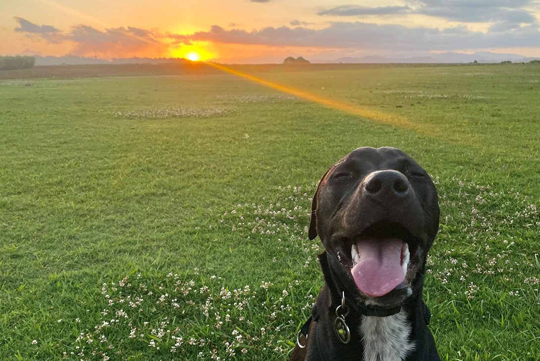 Dogtor Andy - Sunburn in Dogs and Cats