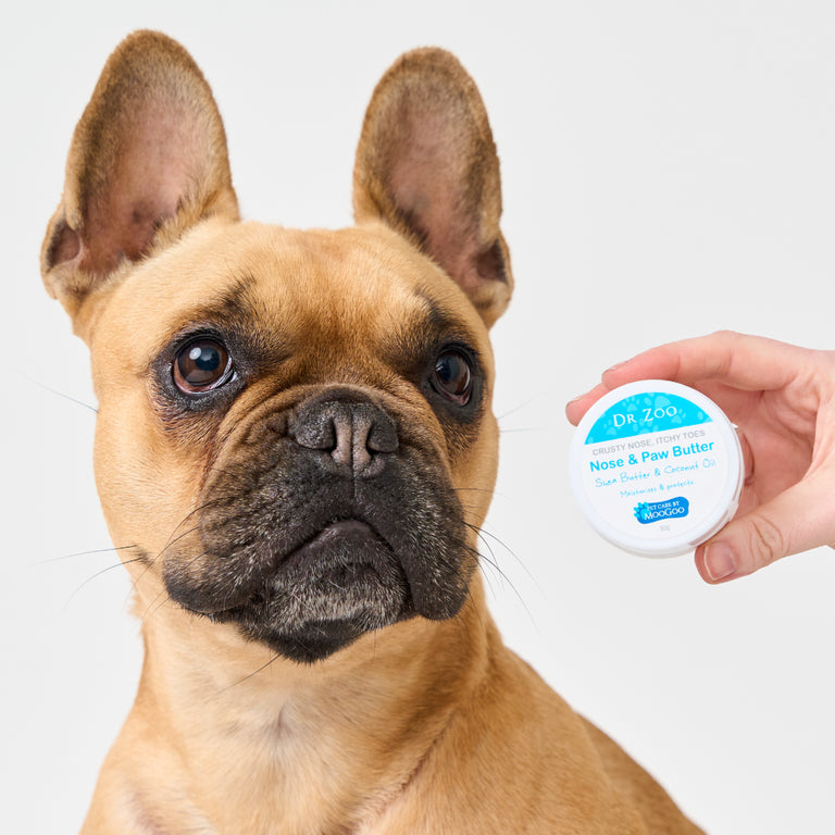 Dr Zoo Nose and Paw Butter held next to dog, shea butter and hemp seed oil balm for soothing cracked pads and moisturising dry pet noses