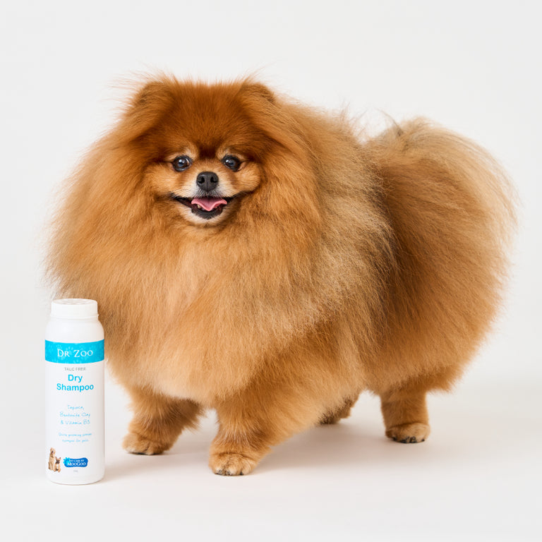 MooGoo Dr Zoo Dry Shampoo shown next to a dog, natural grooming powder with bentonite clay and vitamin B5 to refresh and deodorise fur.