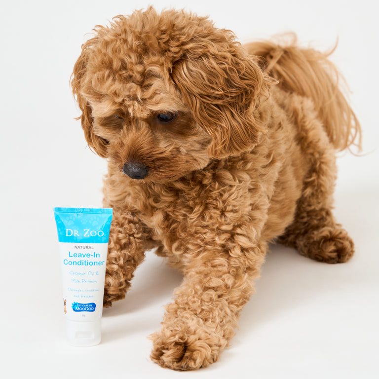 Dog playing with Dr Zoo Leave in conditioner on white background, Coconut Oil and Milk Protein, detangles, conditions and freshens.