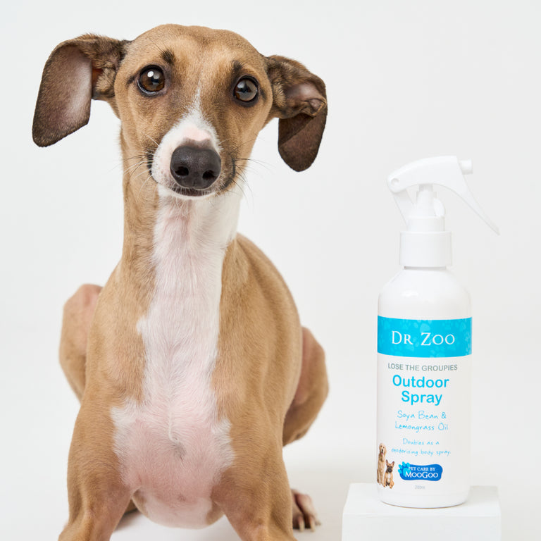 Dog next to Dr Zoo Lose the Groupies outdoor spray on white background, soya bean and lemongrass oil, doubles as a deodorising body spray