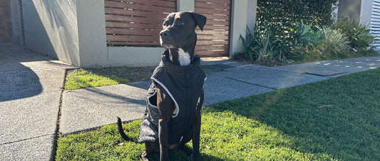 Get Frost Winter! 4 Steps to Caring For Pets During the Icy Season