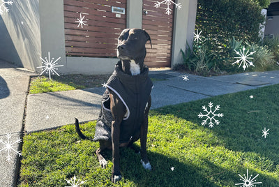 Get Frost Winter! 4 Steps to Caring For Pets During the Icy Season