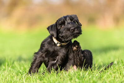 Dogtor Andy – My Top Tips for Treating Your Dog’s Itchy Skin