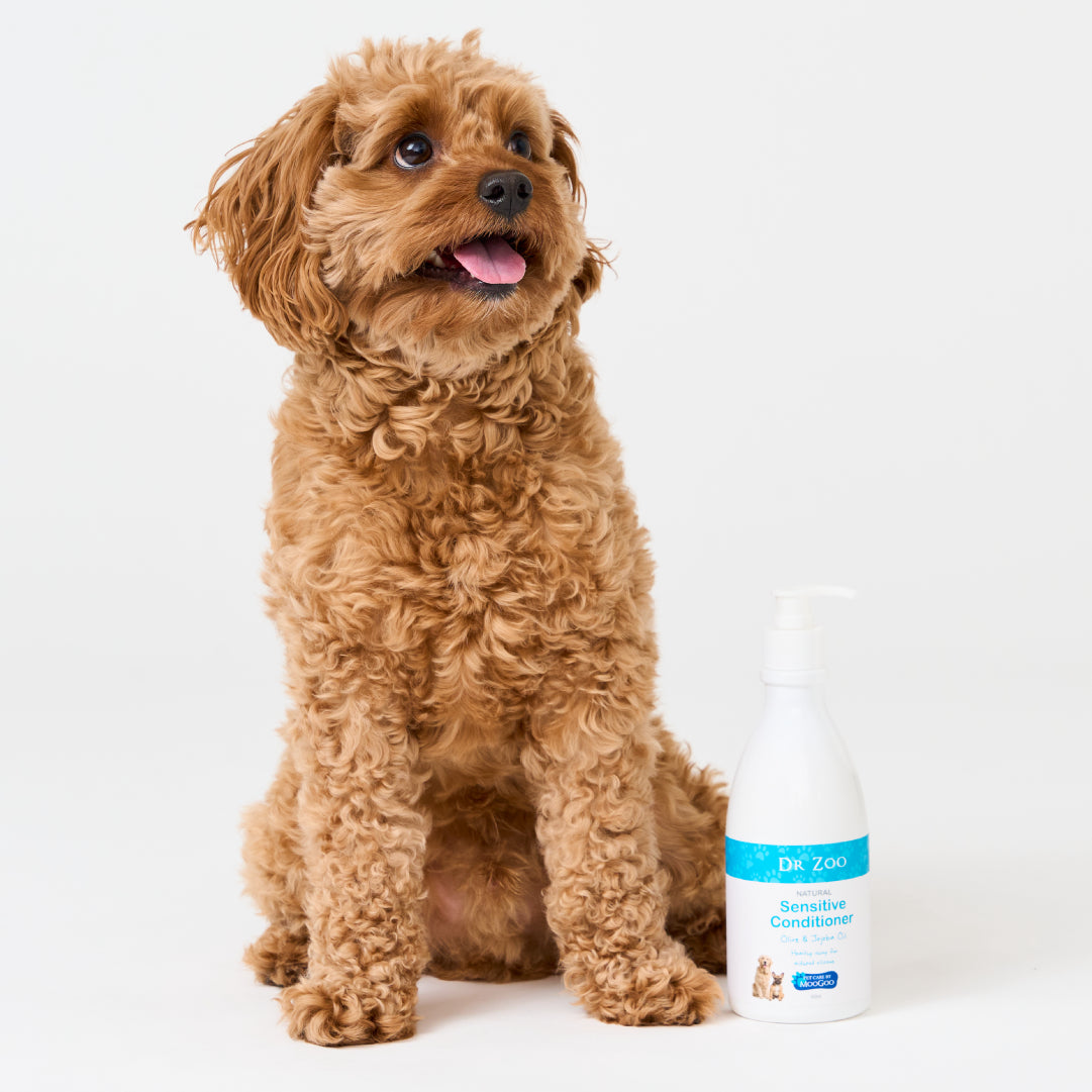 Best poodle conditioner hot sale