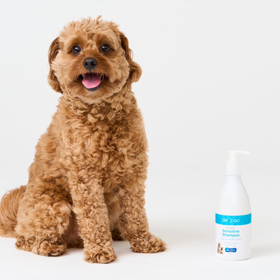 Best xcx dog shampoo for poodle mix