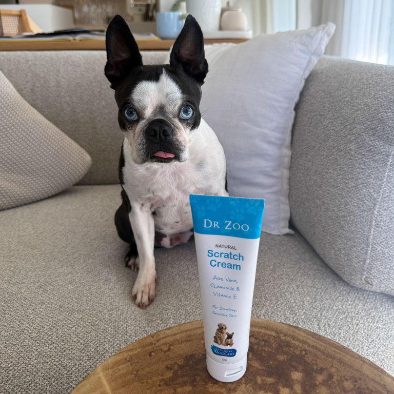 A Boston Terrier dog sits on a gray sofa behind a tube of Dr. Zoo Natural Scratch Cream placed on a wooden table in the foreground.