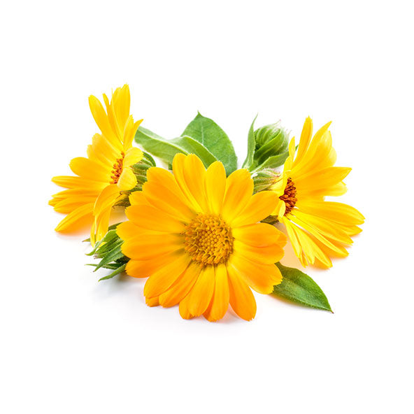 Calendula