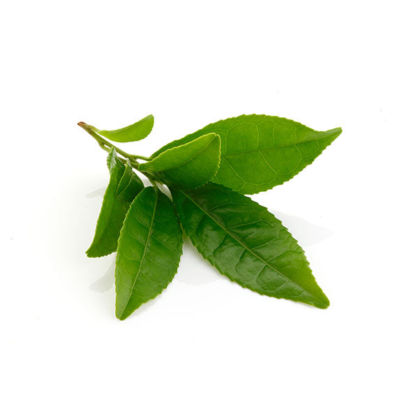 Green Tea Extract